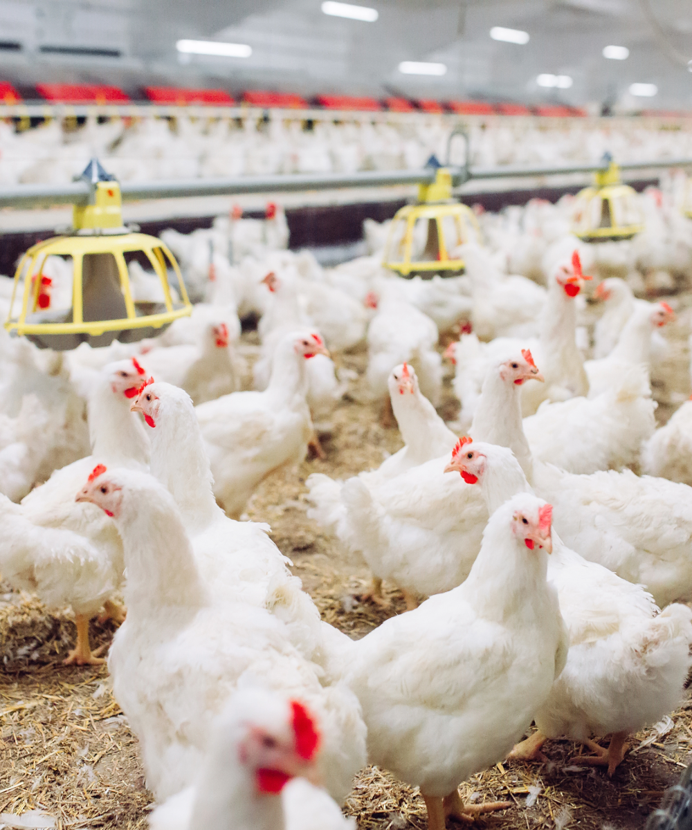 Commercial chickens4.png thumbnail